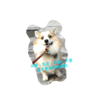 Corgi_Kimi（個別スタンプ：8）