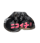 ねねDOG（個別スタンプ：2）