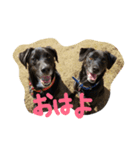 ねねDOG（個別スタンプ：7）