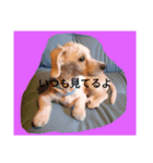 homeofthedog（個別スタンプ：1）