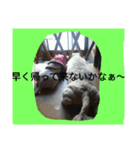 homeofthedog（個別スタンプ：2）