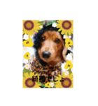 homeofthedog（個別スタンプ：3）