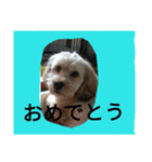 homeofthedog（個別スタンプ：5）