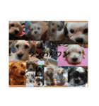 homeofthedog（個別スタンプ：8）