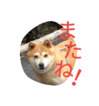 柴犬茶々丸（個別スタンプ：5）