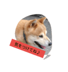 柴犬茶々丸（個別スタンプ：7）