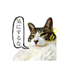 うち猫スタンプらんまるver2（個別スタンプ：3）