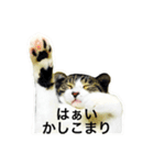 うち猫スタンプらんまるver2（個別スタンプ：5）