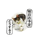 うち猫スタンプらんまるver2（個別スタンプ：15）