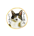 うち猫スタンプらんまるver2（個別スタンプ：17）