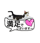 うち猫スタンプらんまるver2（個別スタンプ：19）