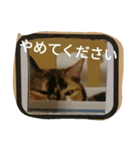 茶とらとみけねこスタンプ2（個別スタンプ：13）