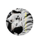 ダルメシアンのれーずんと仲間達2（個別スタンプ：23）