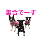 シンガプーラと犬のいとこ（個別スタンプ：20）