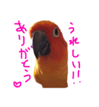 コガネメキシコインコさん（個別スタンプ：1）