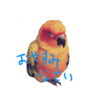 コガネメキシコインコさん（個別スタンプ：3）