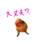 コガネメキシコインコさん（個別スタンプ：6）