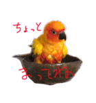 コガネメキシコインコさん（個別スタンプ：7）