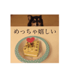 ぽんたのスタンプ スペシャル（個別スタンプ：28）