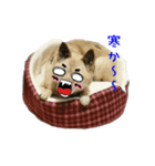 Dog-mei（個別スタンプ：14）