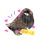 sakurabuntyoupu-（個別スタンプ：1）