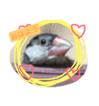 sakurabuntyoupu-（個別スタンプ：6）
