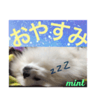 関西風【mint】ヒナちゃんフレンドシリーズ（個別スタンプ：24）