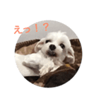 Maltese dog pt（個別スタンプ：2）