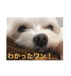 Maltese dog pt（個別スタンプ：5）