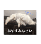 Maltese dog pt（個別スタンプ：6）