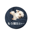 Maltese dog pt（個別スタンプ：7）