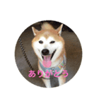 柴犬 きっちょ（個別スタンプ：1）