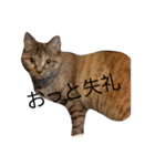 あにまるすたんぷ(仮)（個別スタンプ：3）