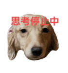 あにまるすたんぷ(仮)（個別スタンプ：4）