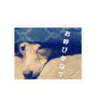 あにまるすたんぷ(仮)（個別スタンプ：7）