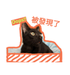 面白い黒い猫（個別スタンプ：4）