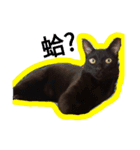 面白い黒い猫（個別スタンプ：5）