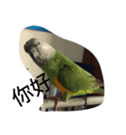 Senegal parrot（個別スタンプ：1）