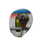 Senegal parrot（個別スタンプ：2）