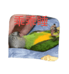 Senegal parrot（個別スタンプ：3）