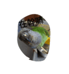 Senegal parrot（個別スタンプ：4）