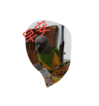Senegal parrot（個別スタンプ：6）