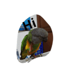 Senegal parrot（個別スタンプ：7）