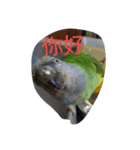 Senegal parrot（個別スタンプ：8）