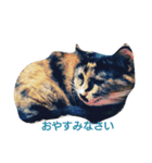 nekosuzuneko（個別スタンプ：1）