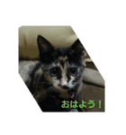 nekosuzuneko（個別スタンプ：3）