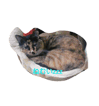 nekosuzuneko（個別スタンプ：7）