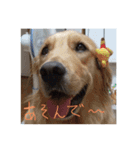 GoldenRetriver Photo（個別スタンプ：3）