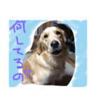 GoldenRetriver Photo（個別スタンプ：5）