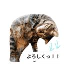 猫 よろしくね 色々。（個別スタンプ：2）